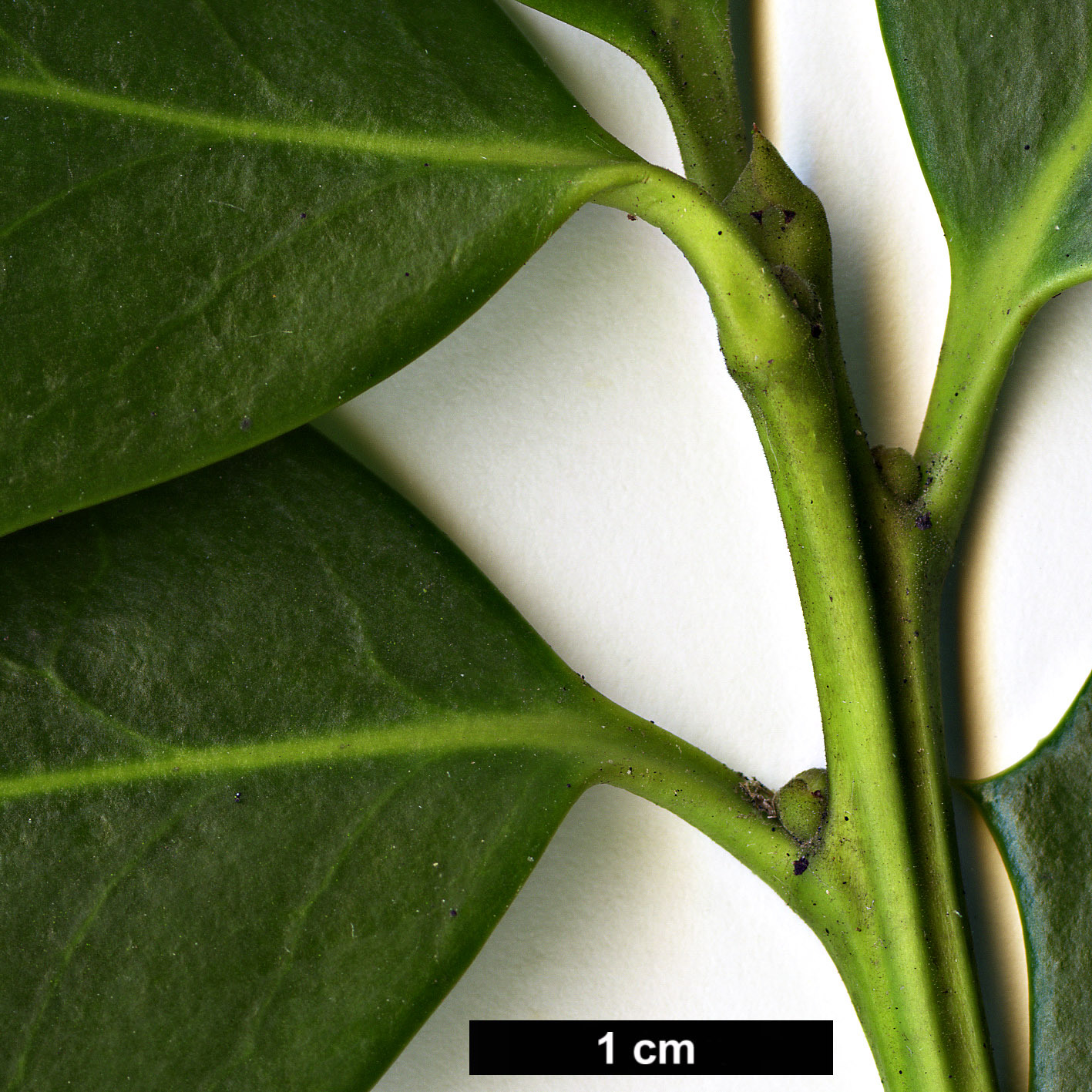 High resolution image: Family: Aquifoliaceae - Genus: Ilex - Taxon: aquifolium - SpeciesSub: × I.opaca